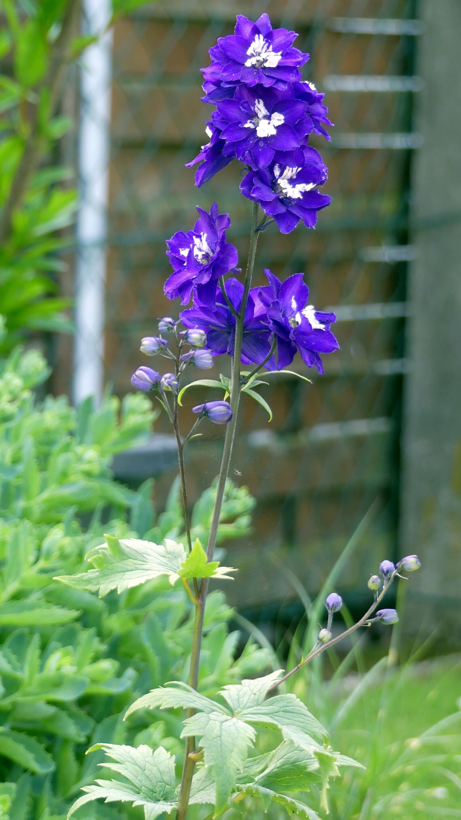 Panasonic Lumix DMC-FZ300 sample photo. Larkspur, garden, flower photography