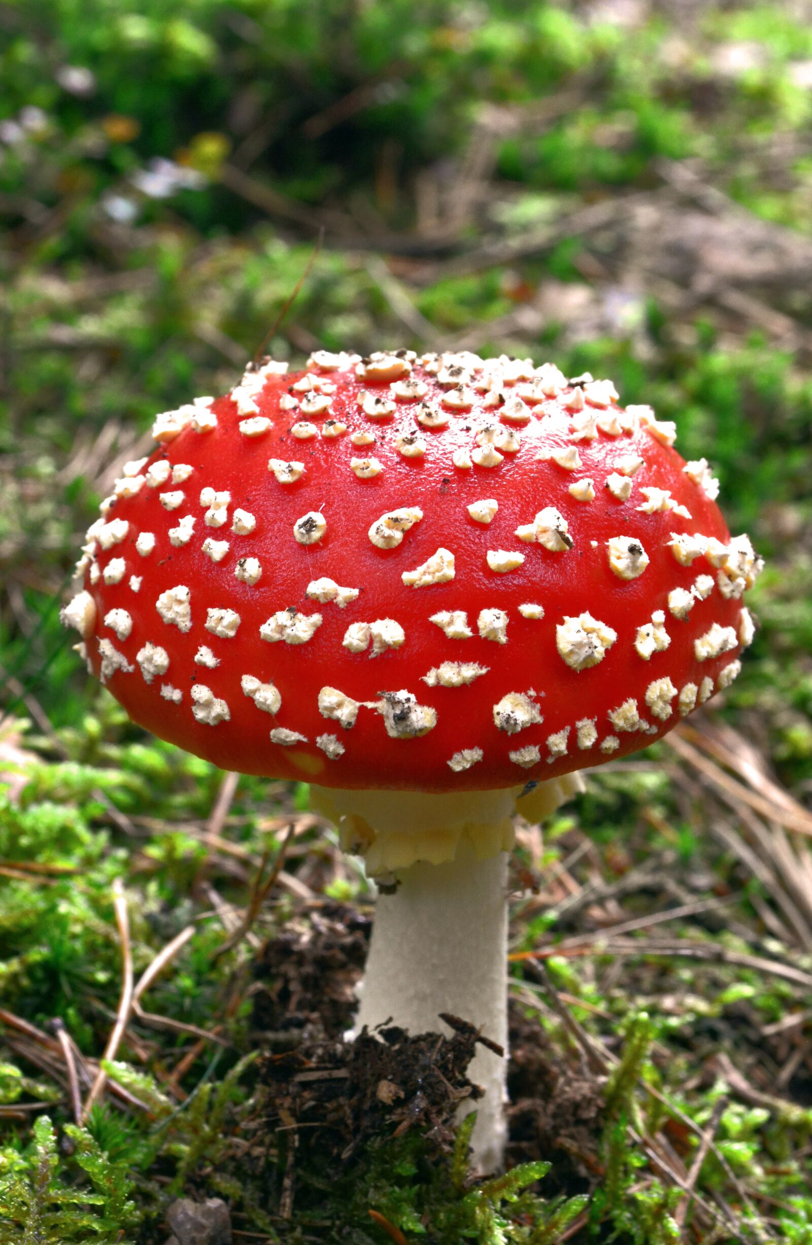 Nikon D5200 sample photo. Nature, forest, mushroom photography