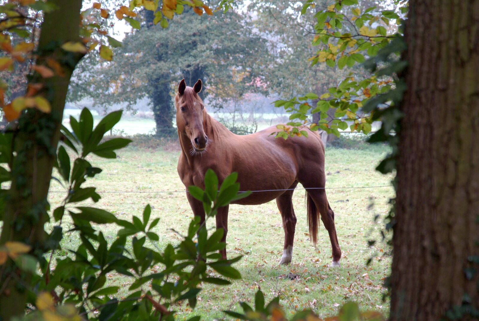Fujifilm FinePix S2 Pro sample photo. Horse, this, twente photography