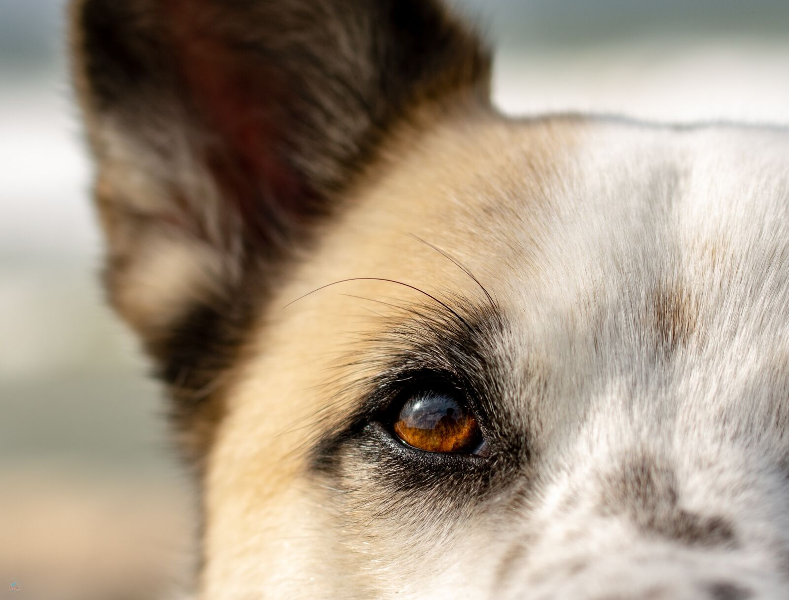Nikon D7100 sample photo. Dog, eye, puppy photography
