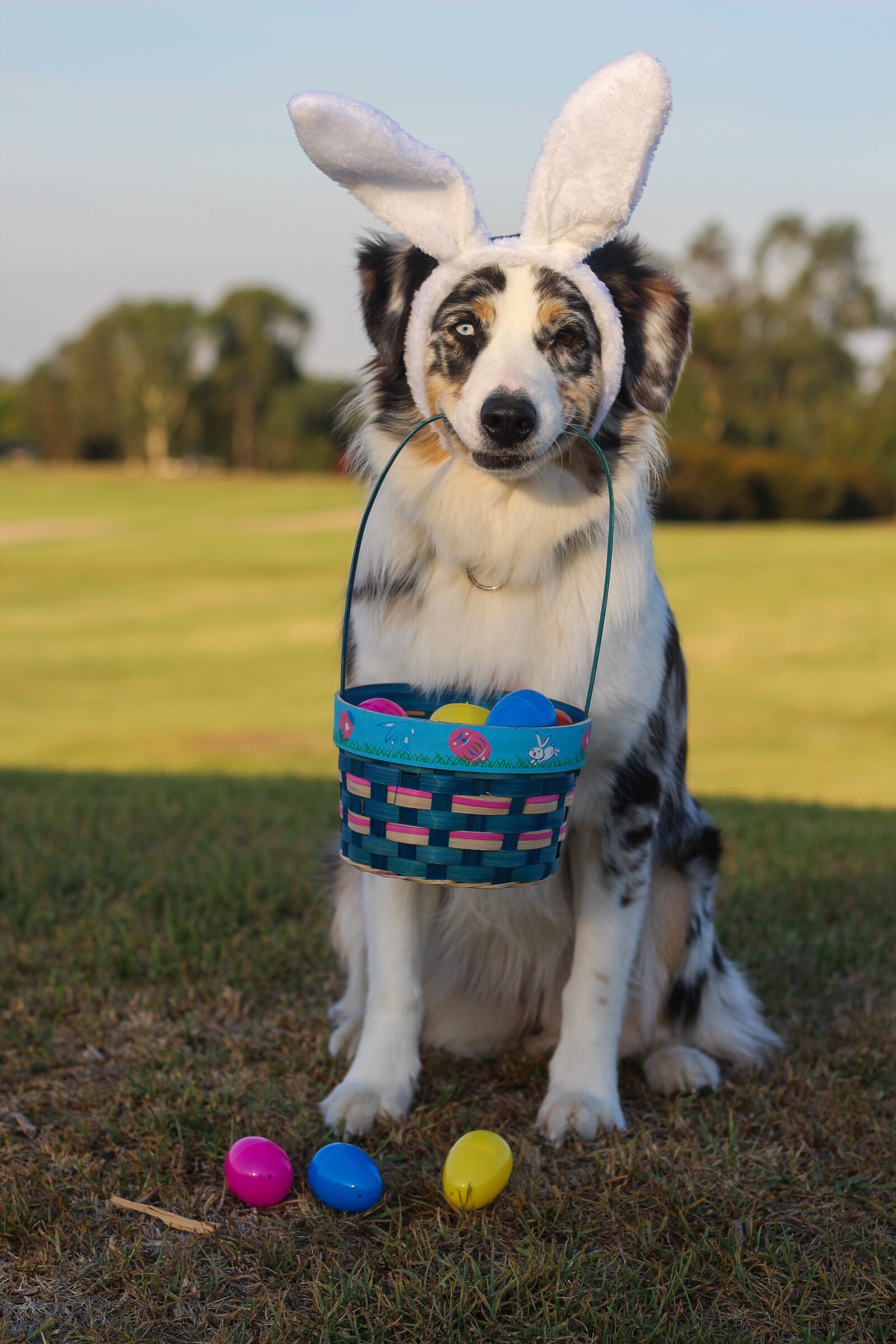 Canon EOS 1200D (EOS Rebel T5 / EOS Kiss X70 / EOS Hi) + Canon EF 50mm F1.8 STM sample photo. Australian shepherd, aussie, shepherd photography