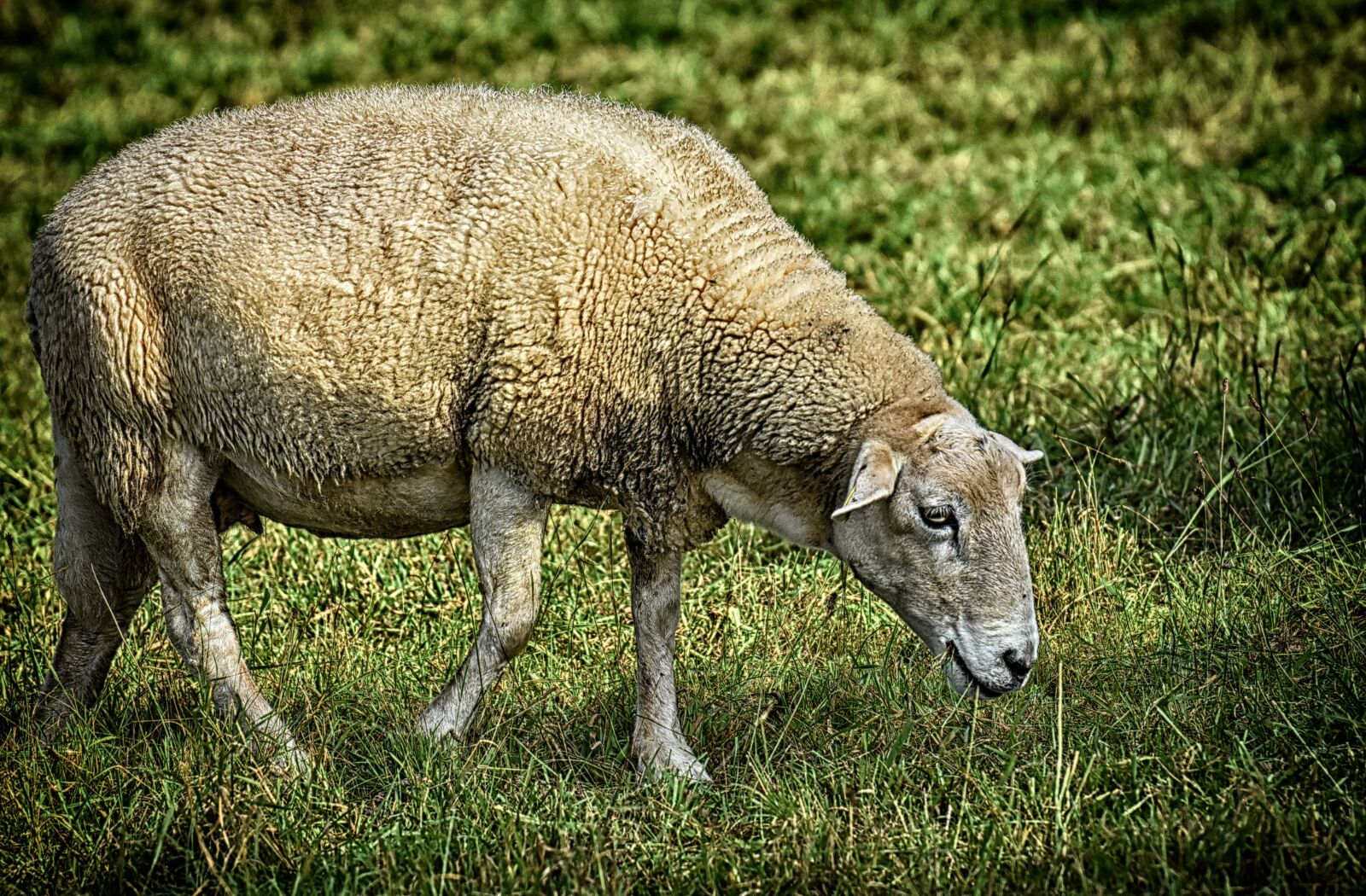Nikon D7200 sample photo. Sheep, pasture, wool photography