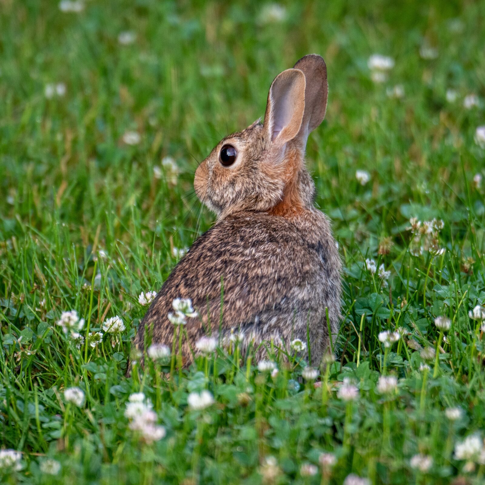 Nikon D850 sample photo. Rabbit, brown rabbit, grass photography