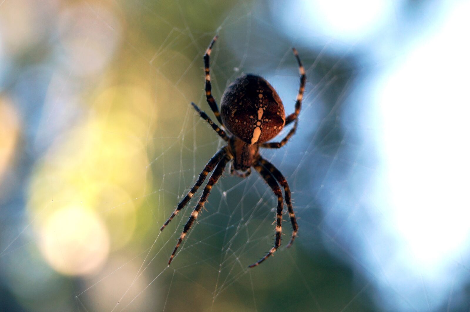 Sony SLT-A58 sample photo. Spider, animal, insect photography
