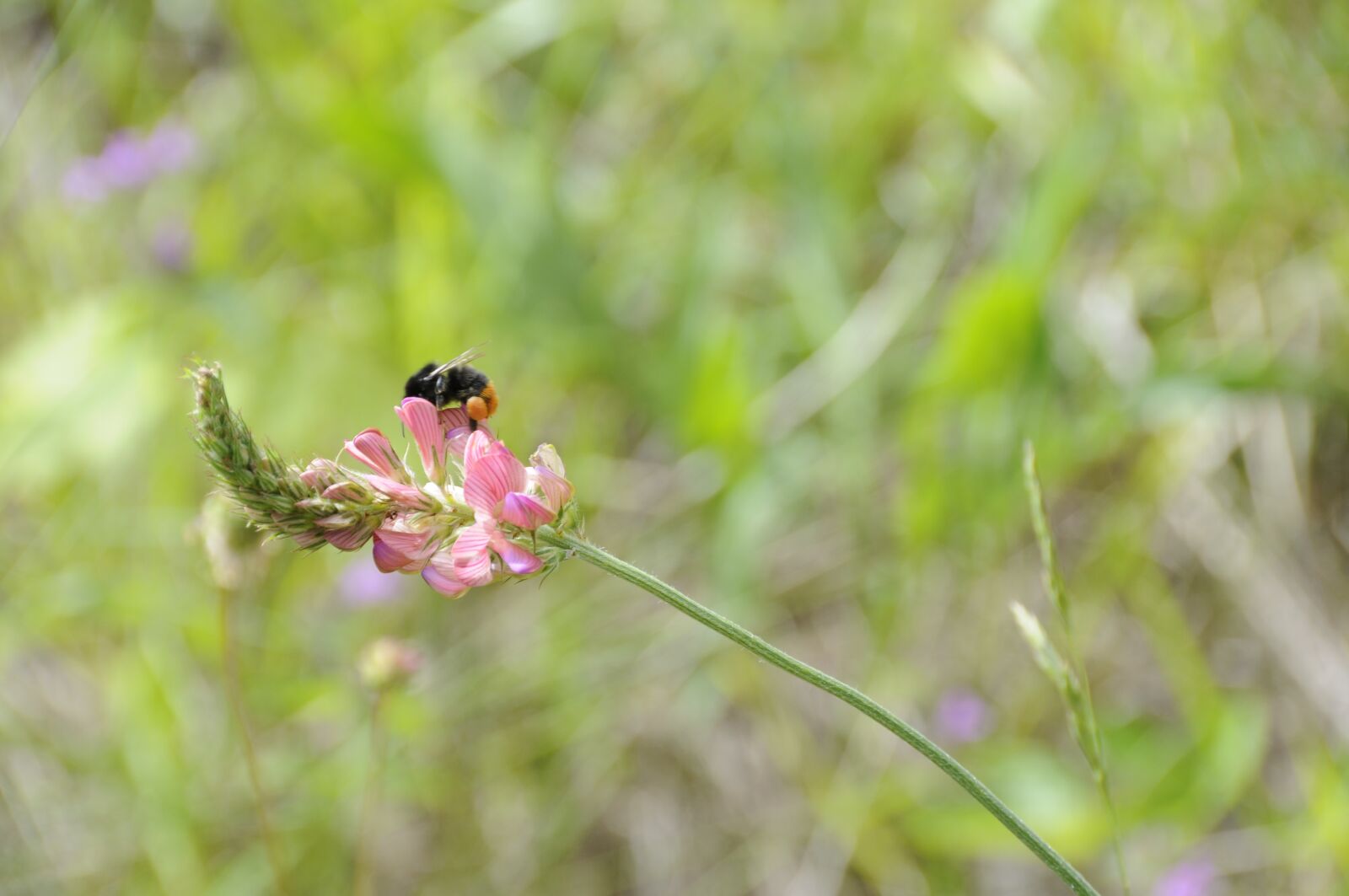 Nikon D300 sample photo. Hummel, flower, blossom photography
