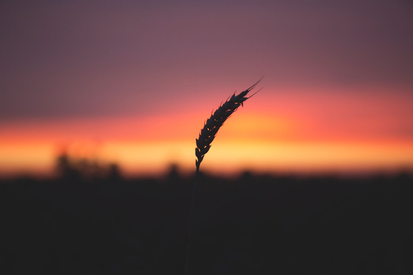 Canon EF 24-70mm F4L IS USM sample photo. Nature, agriculture, barley photography