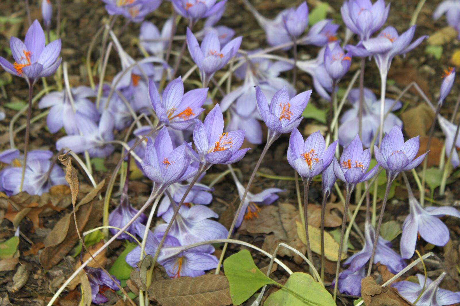 Canon EOS 500D (EOS Rebel T1i / EOS Kiss X3) sample photo. Autumn, violet, flowers photography