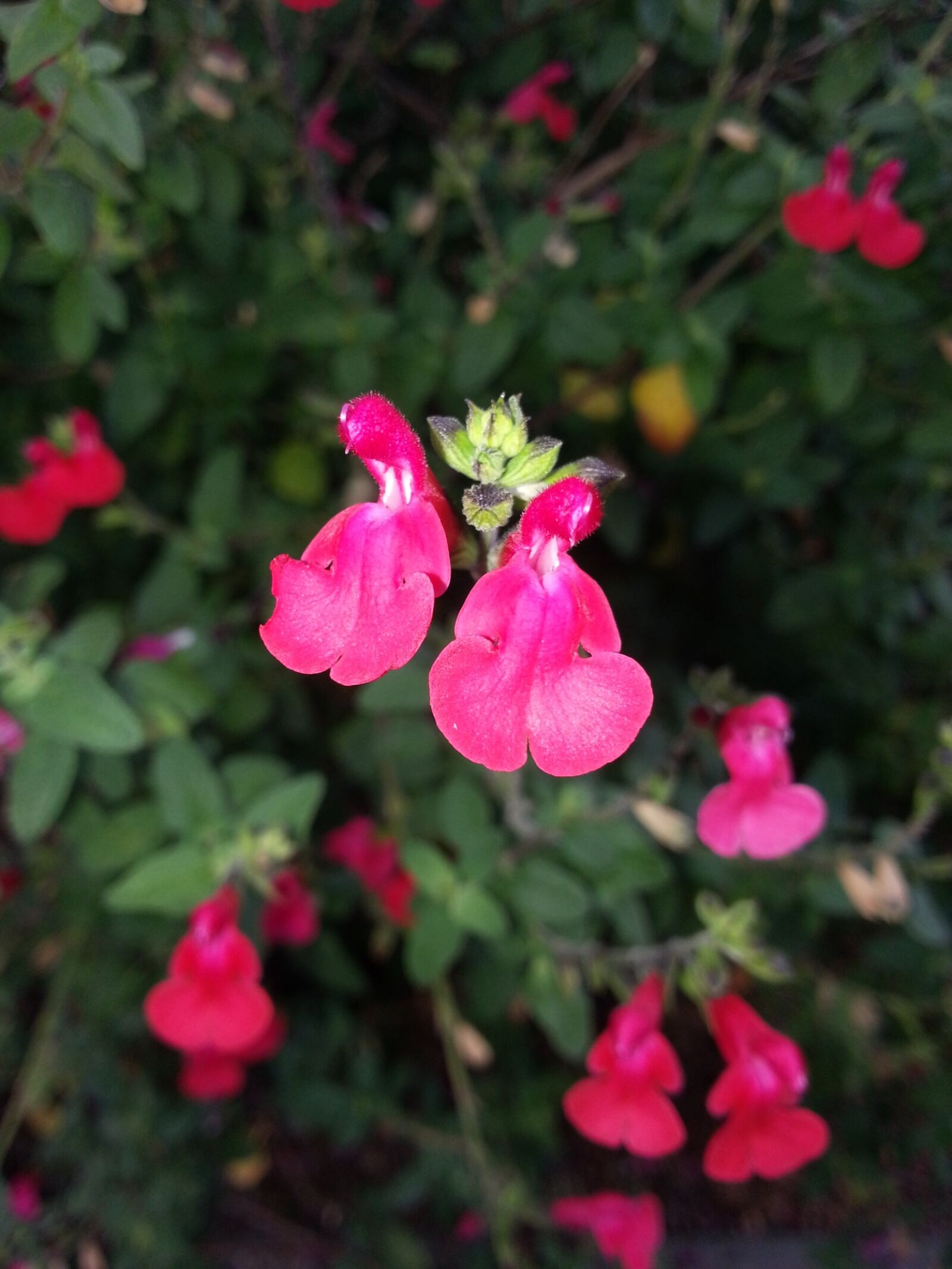 Samsung Galaxy Note2 sample photo. Sage, salvia greggii, flower photography