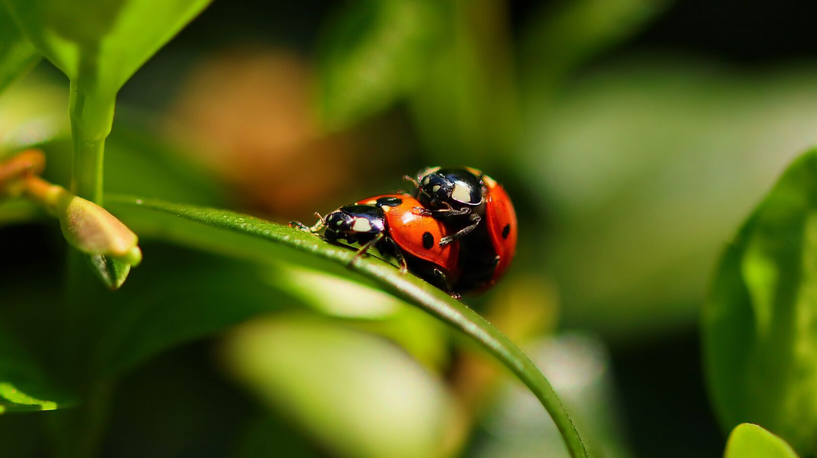 Canon EOS M50 (EOS Kiss M) sample photo. Ladybug, lady bug, insect photography