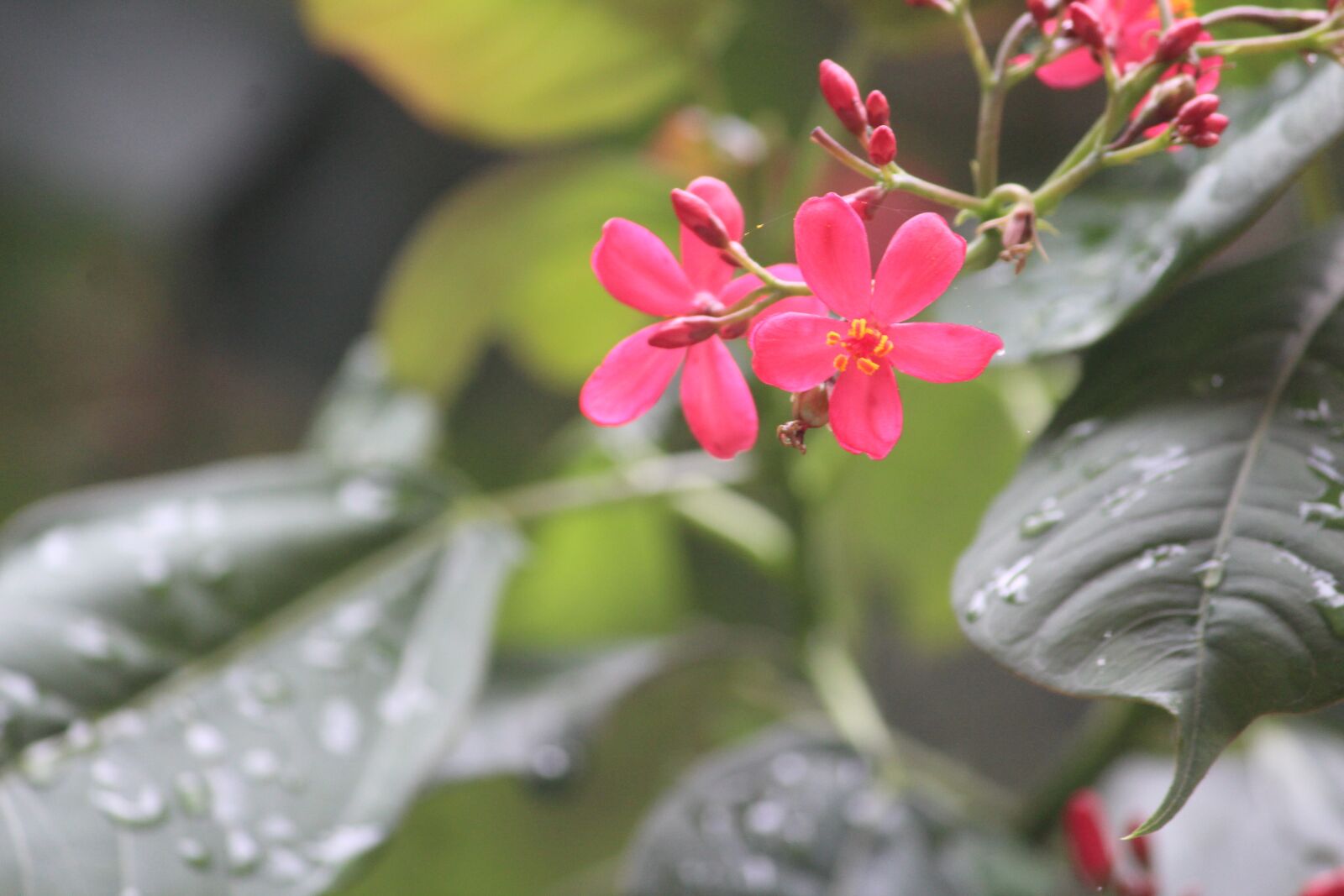 Canon EOS 1200D (EOS Rebel T5 / EOS Kiss X70 / EOS Hi) sample photo. Flower, blossom, shrub photography