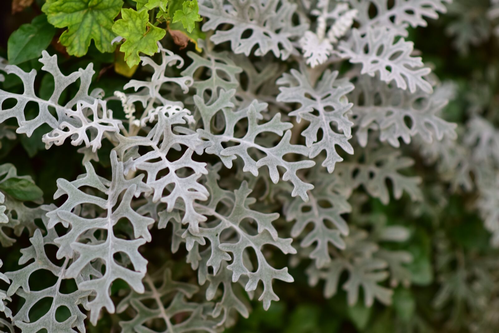 Nikon D5500 sample photo. White leafy plant, dubai photography