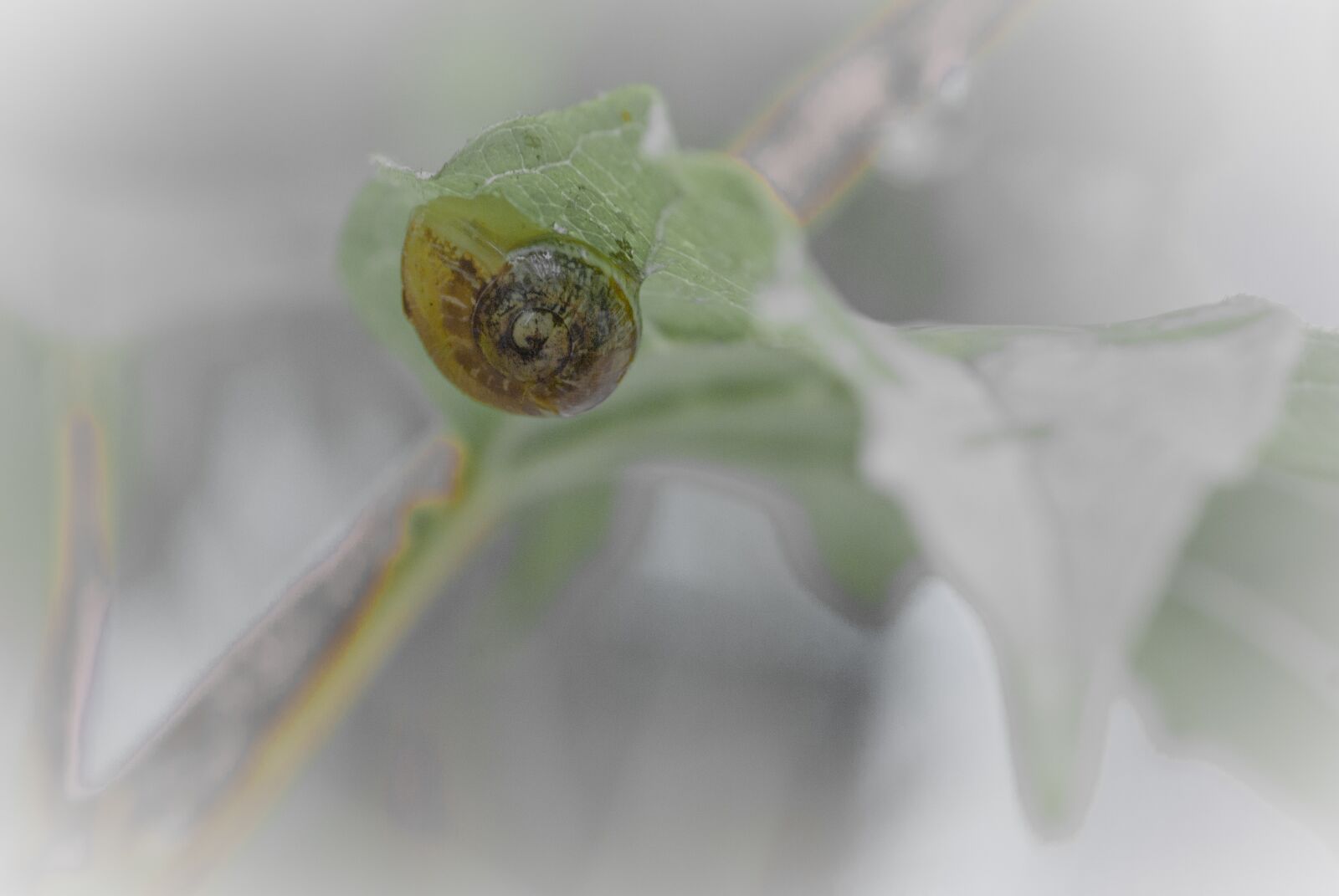 Sony Alpha DSLR-A100 sample photo. Snail, garden, shell photography