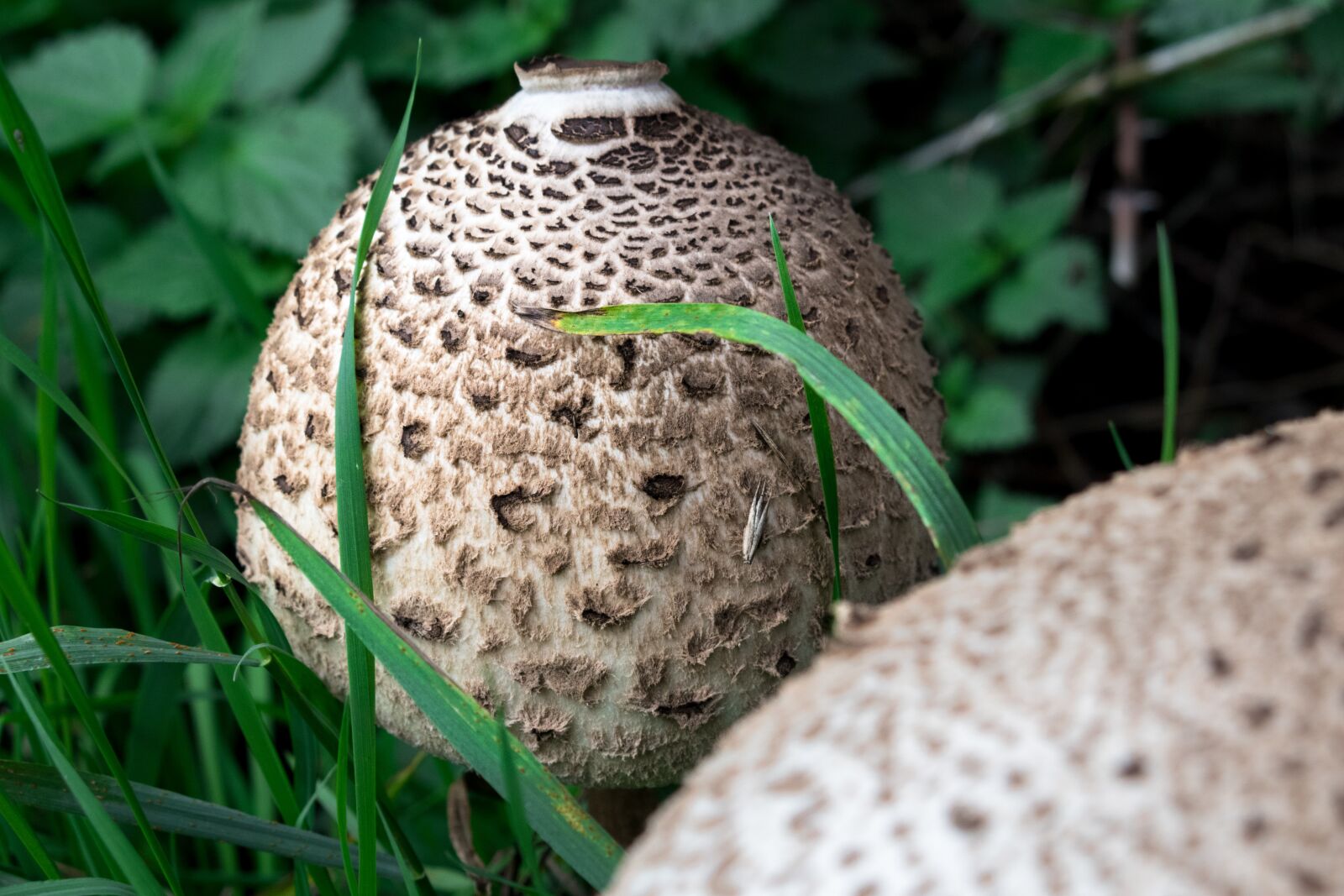 Canon PowerShot G3 X sample photo. Parasol, schirmling, mushroom photography