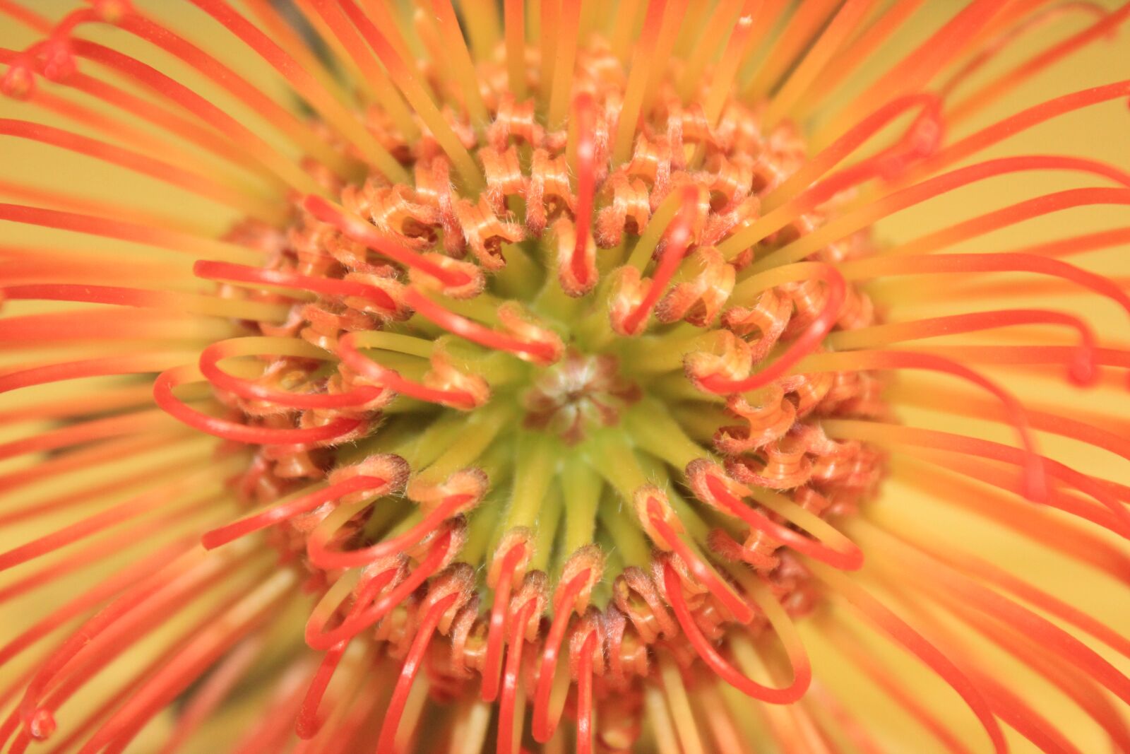 Canon EOS 1300D (EOS Rebel T6 / EOS Kiss X80) sample photo. Protea flower, close-up, orange photography