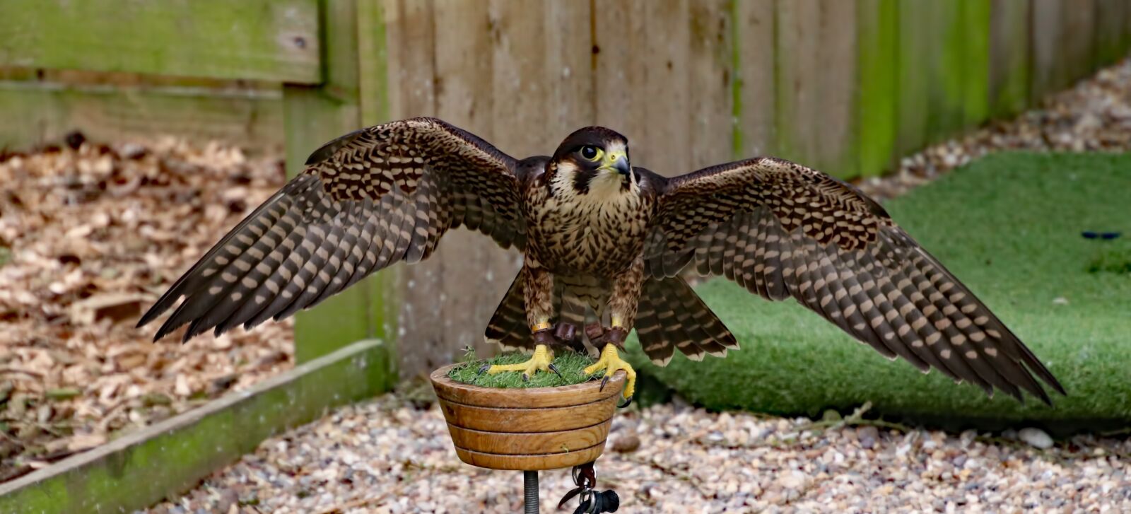 Canon EOS 80D sample photo. Peregrine, falcon, bird photography