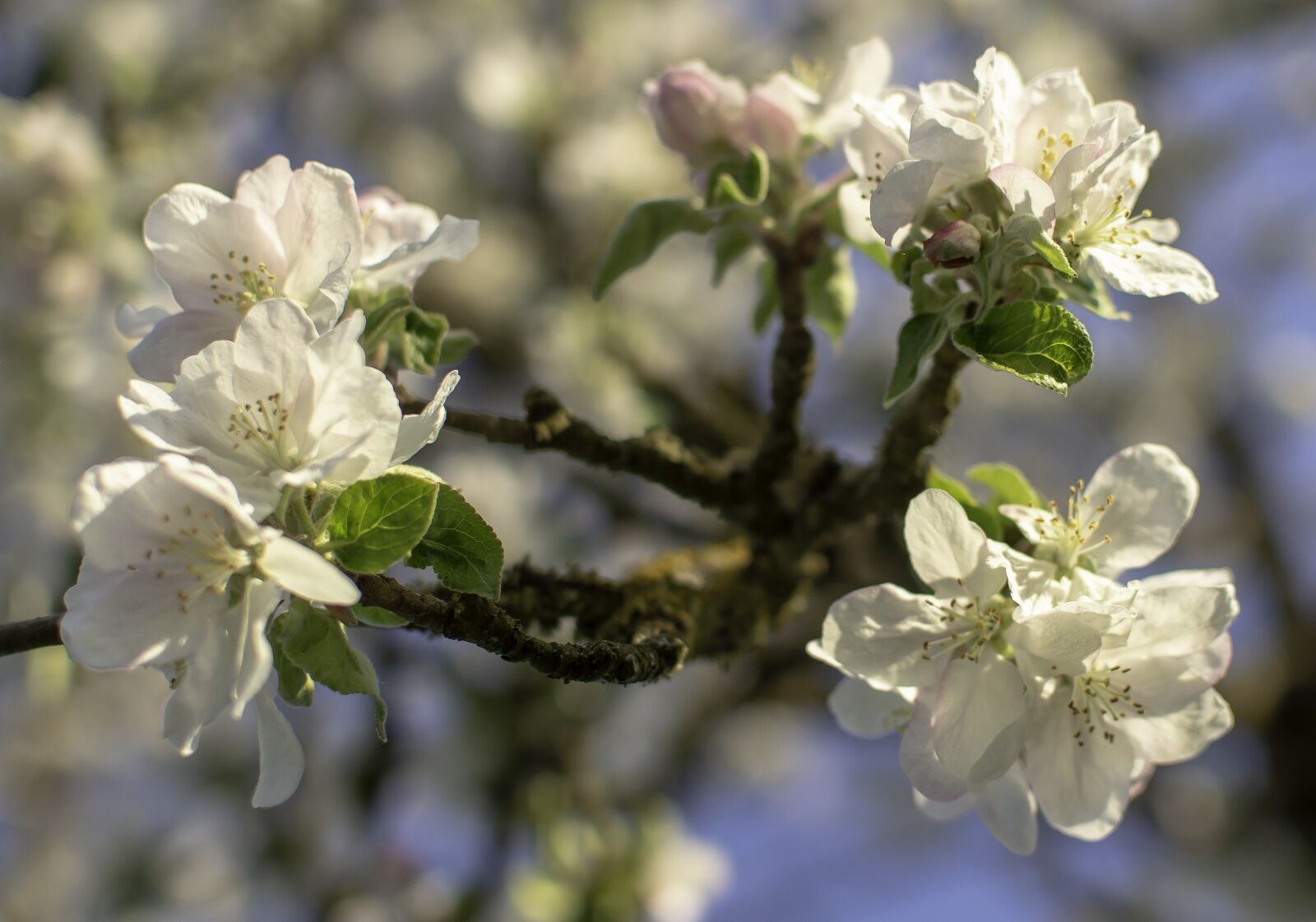 Nikon D3200 sample photo. Apple tree, flowers, spring photography