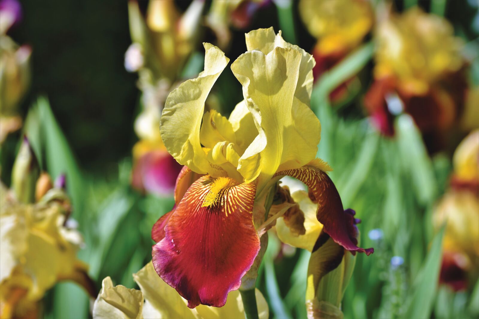 Nikon D7200 sample photo. Iris, iridaceae, purple photography