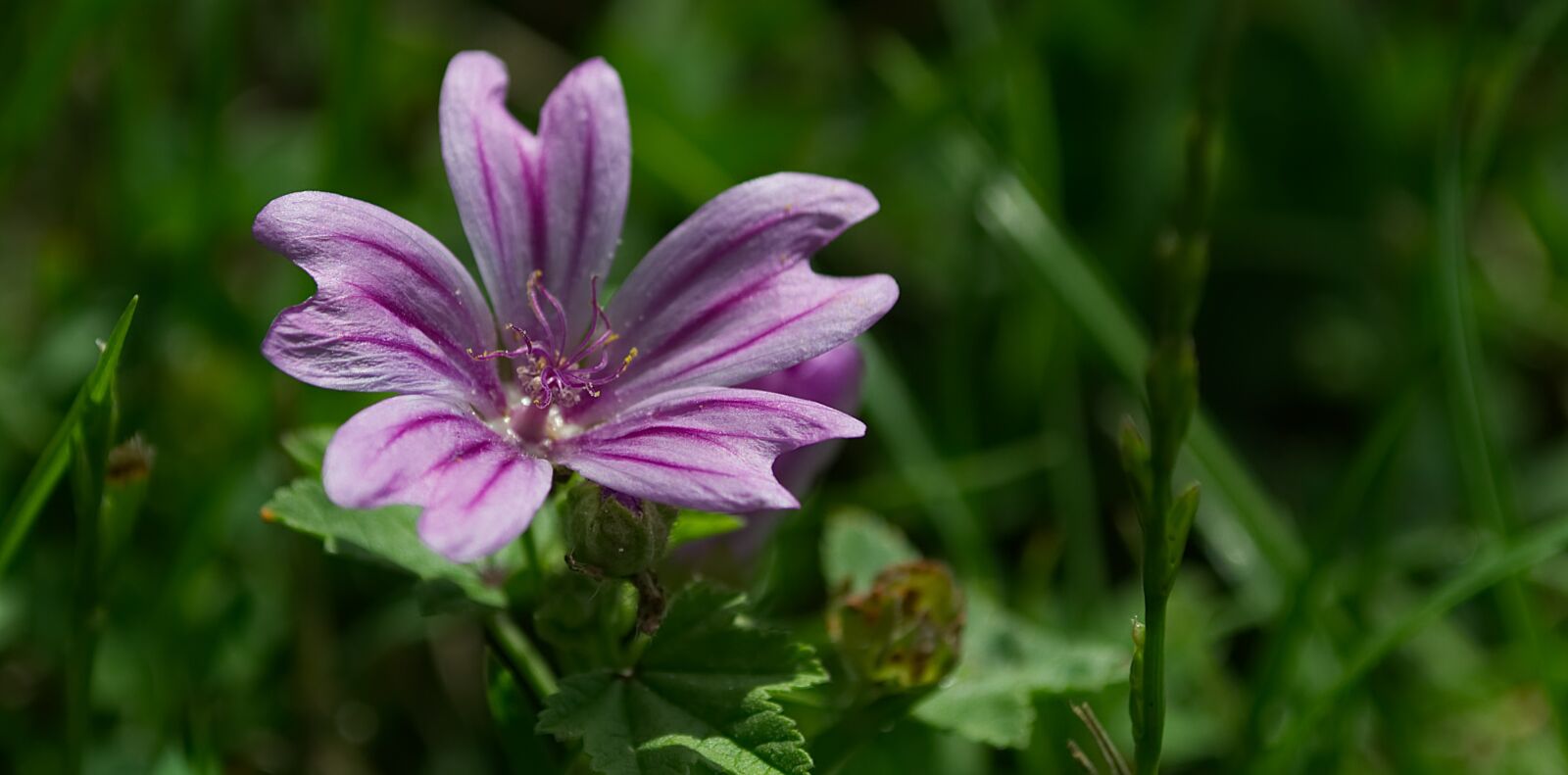Nikon D3100 sample photo. Flower, blossom, bloom photography