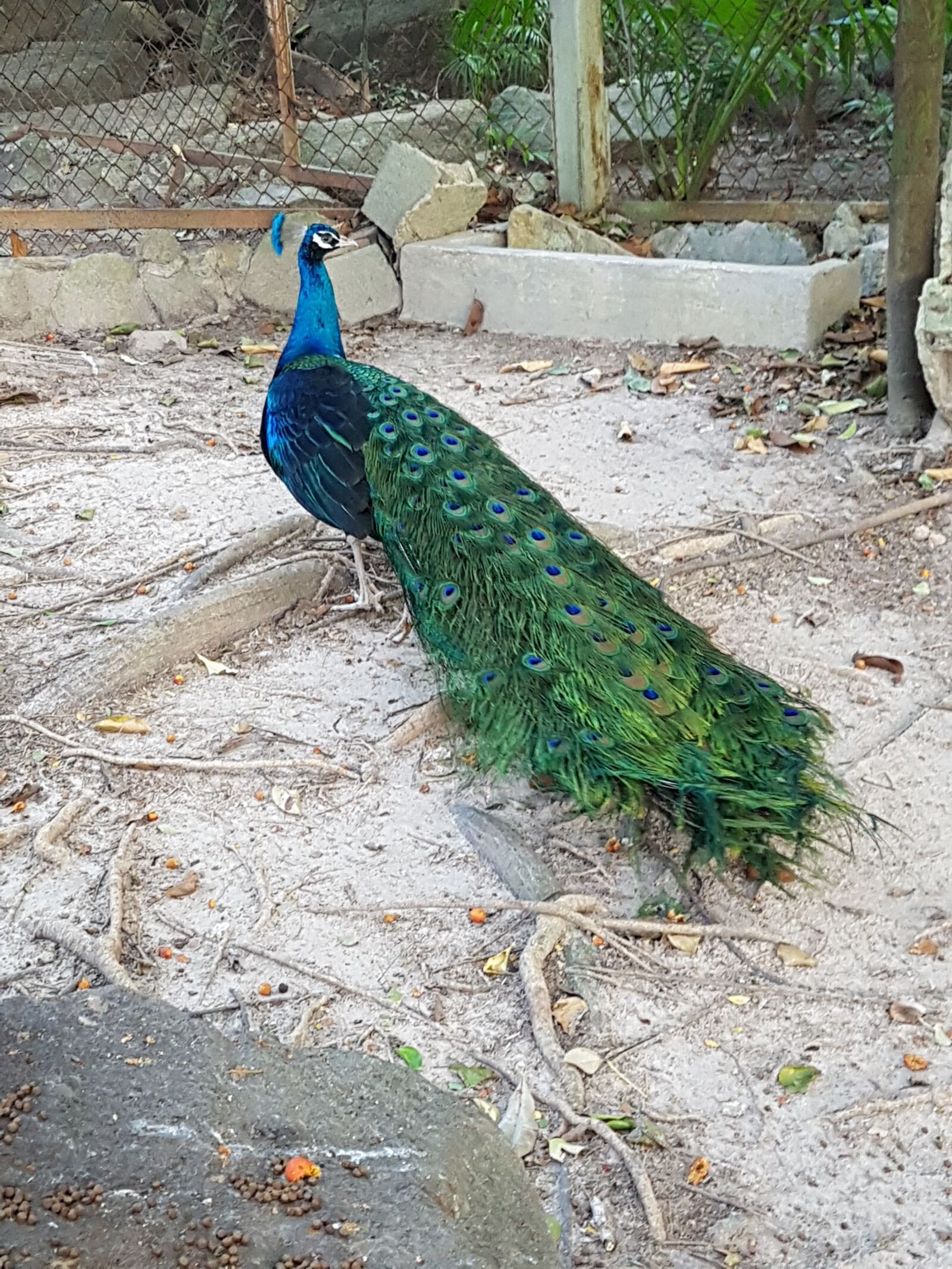 Samsung SM-G930F sample photo. Peacock, animal, bird photography