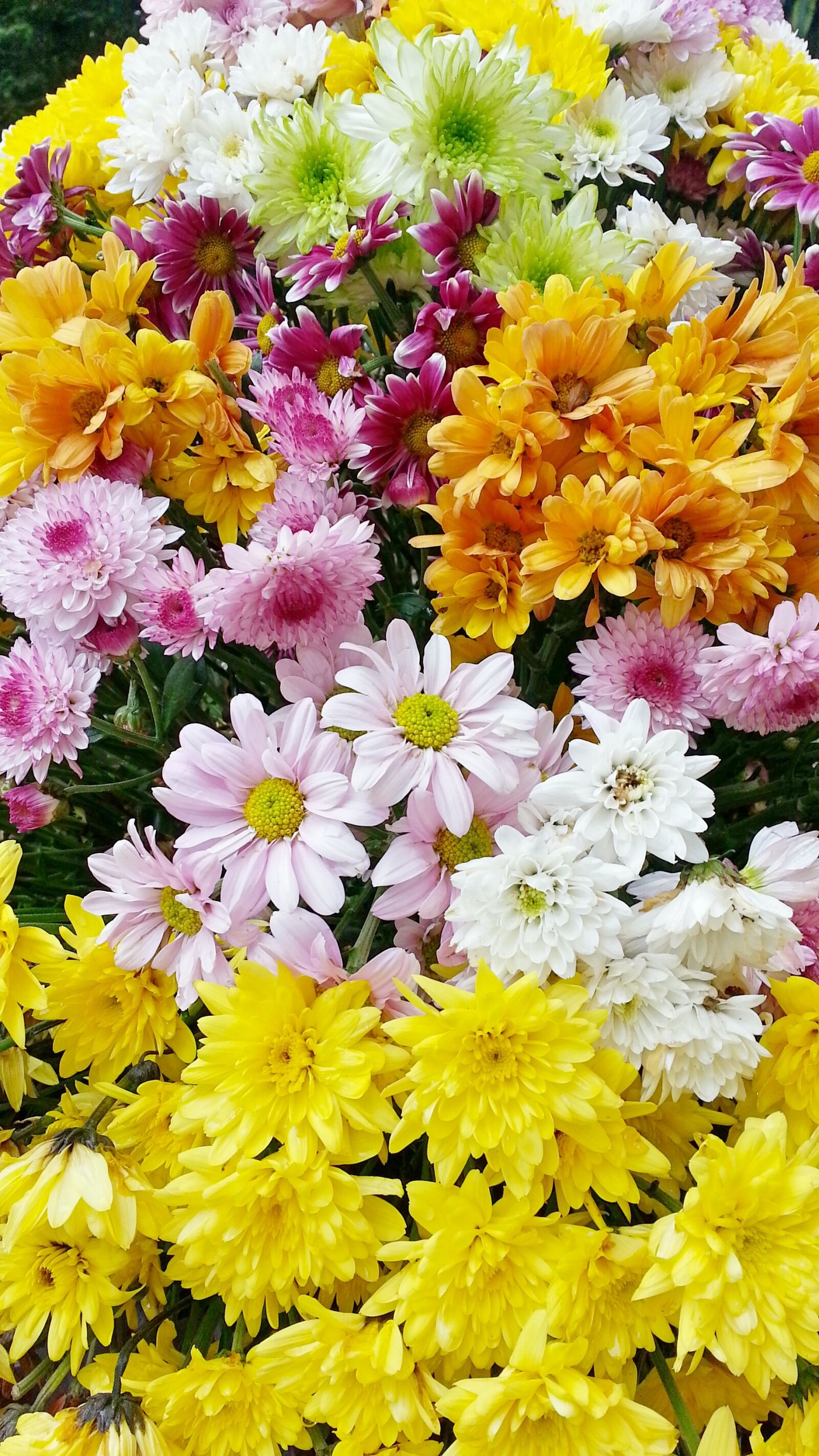 Samsung Galaxy S3 sample photo. Flowers, flower, beautiful flower photography