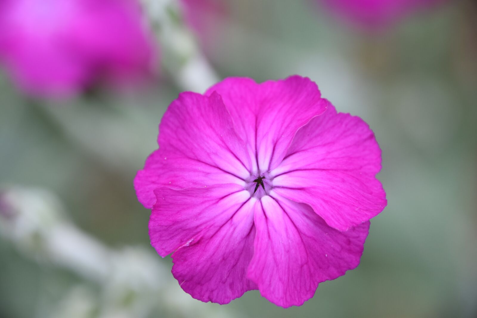 Nikon D5600 sample photo. Flower, nature, flowering photography