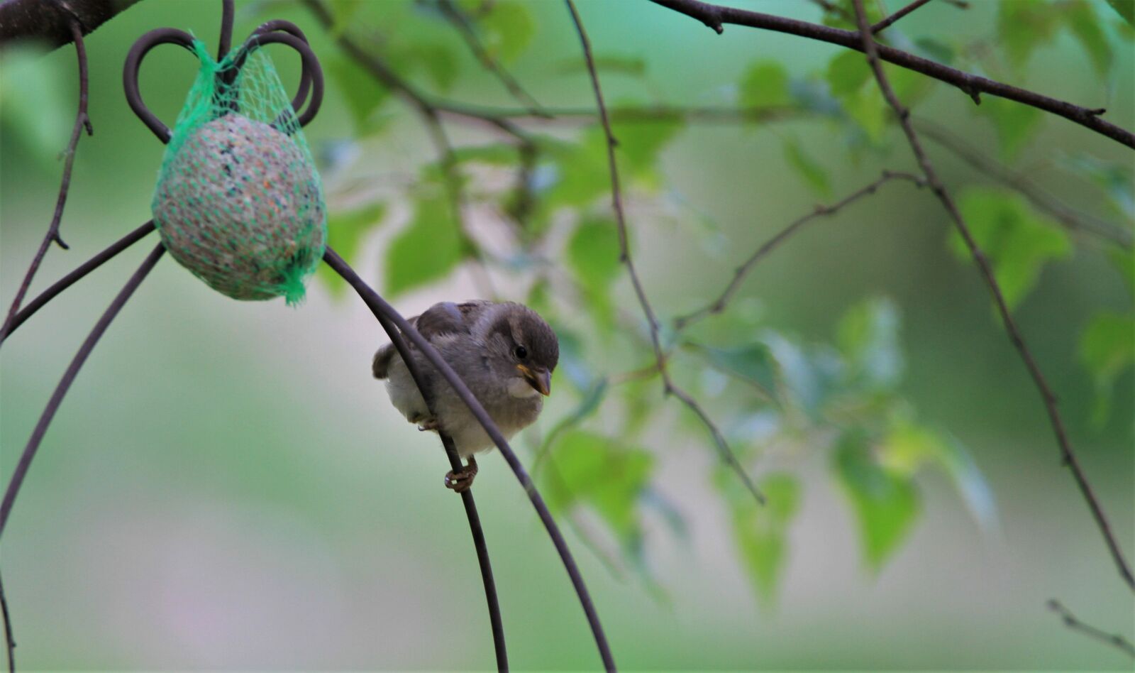 Tamron SP 150-600mm F5-6.3 Di VC USD sample photo. Sparrow, young animal, bird photography