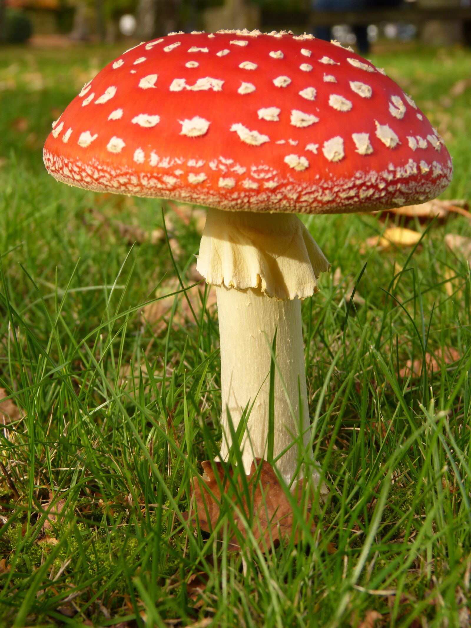 Panasonic DMC-FZ62 sample photo. Fly agaric, mushroom, toxic photography
