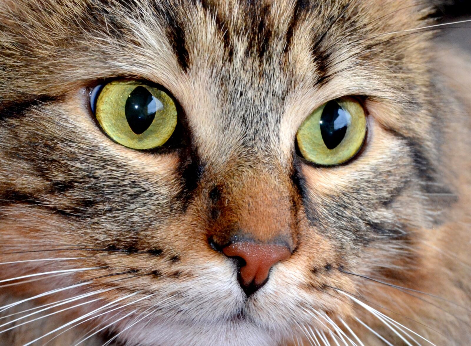 Nikon D3100 sample photo. Cat, cat eye, tabby photography