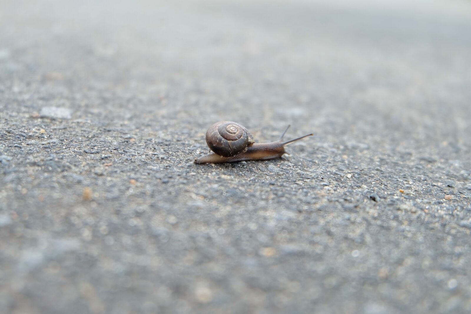 Fujifilm X-A2 + Fujifilm XC 16-50mm F3.5-5.6 OIS II sample photo. Snail, asphalt, closeup photography