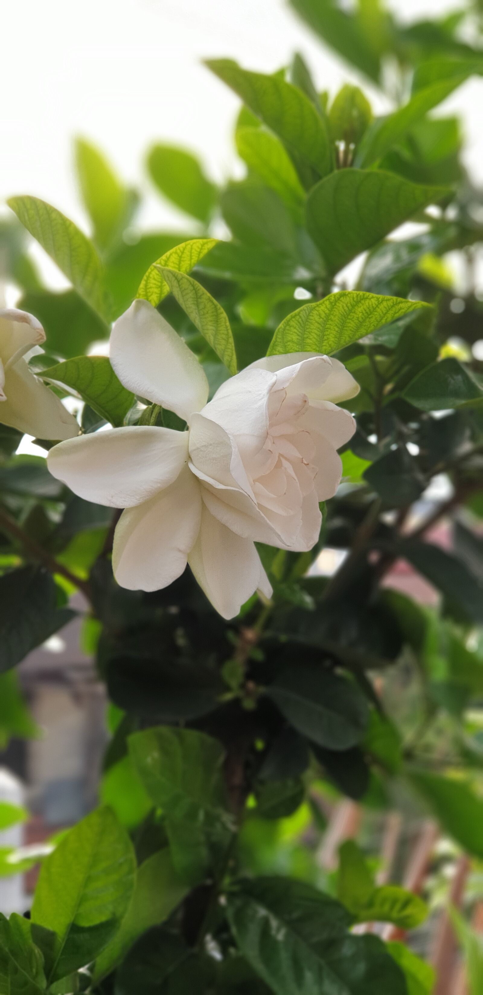 Samsung Galaxy S9+ sample photo. Flower, white, domesticated photography