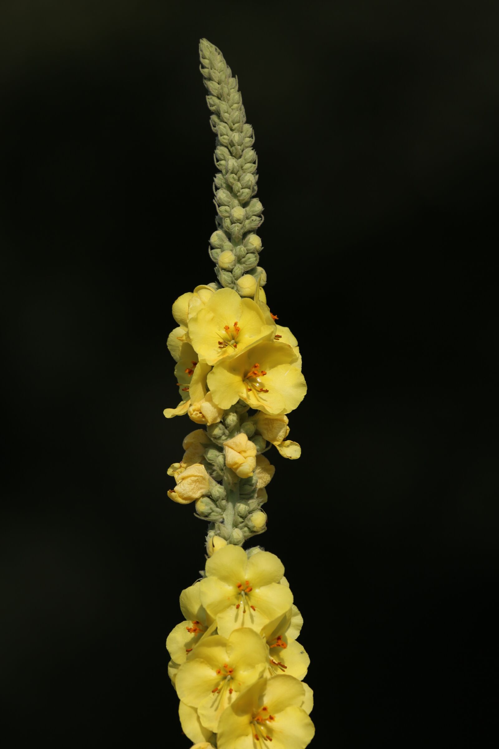 Canon EF 100-400mm F4.5-5.6L IS USM sample photo. Flower, blossom, bloom photography