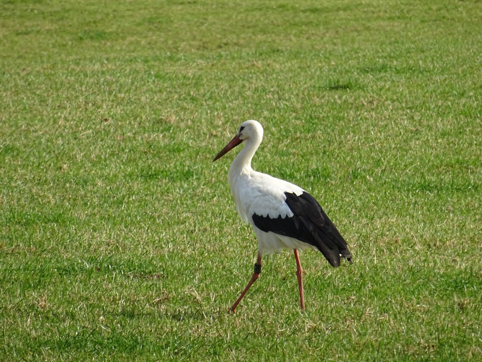 Sony DSC-HX60 sample photo. Stork, nature, wildfowl photography