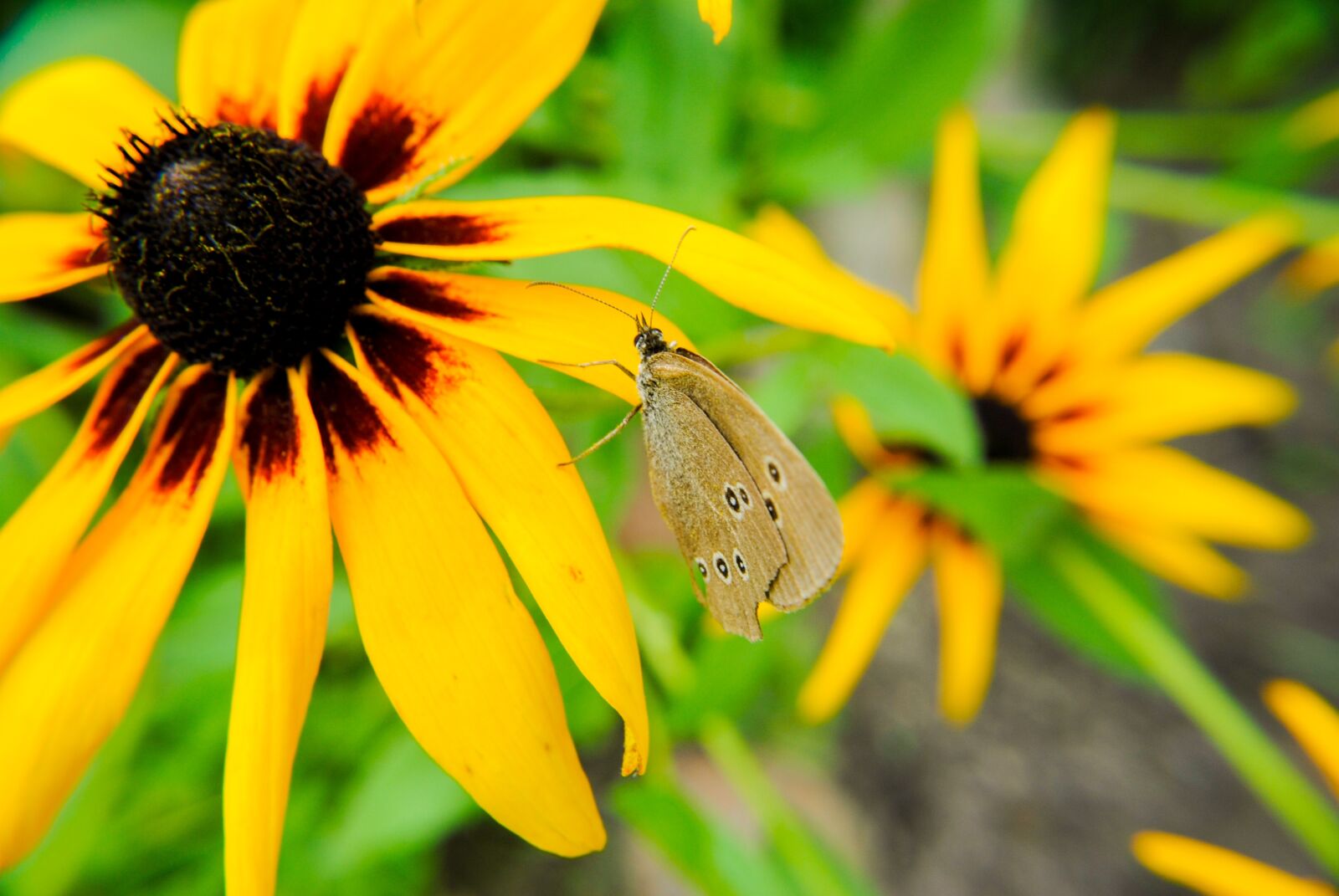 Nikon D3000 sample photo. Butterfly, flowers, summer photography