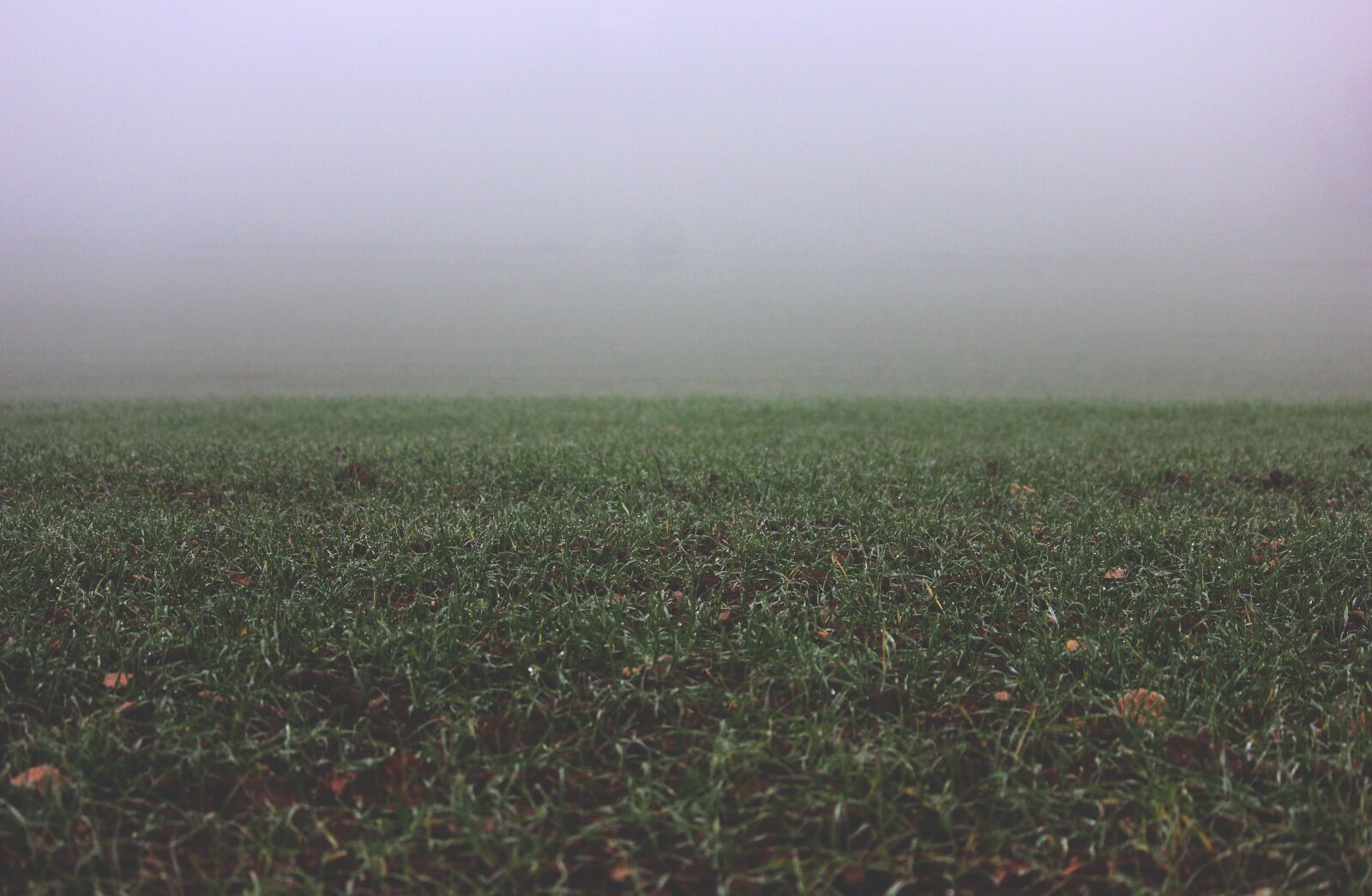 Canon EOS 600D (Rebel EOS T3i / EOS Kiss X5) sample photo. Field, fog, grass photography