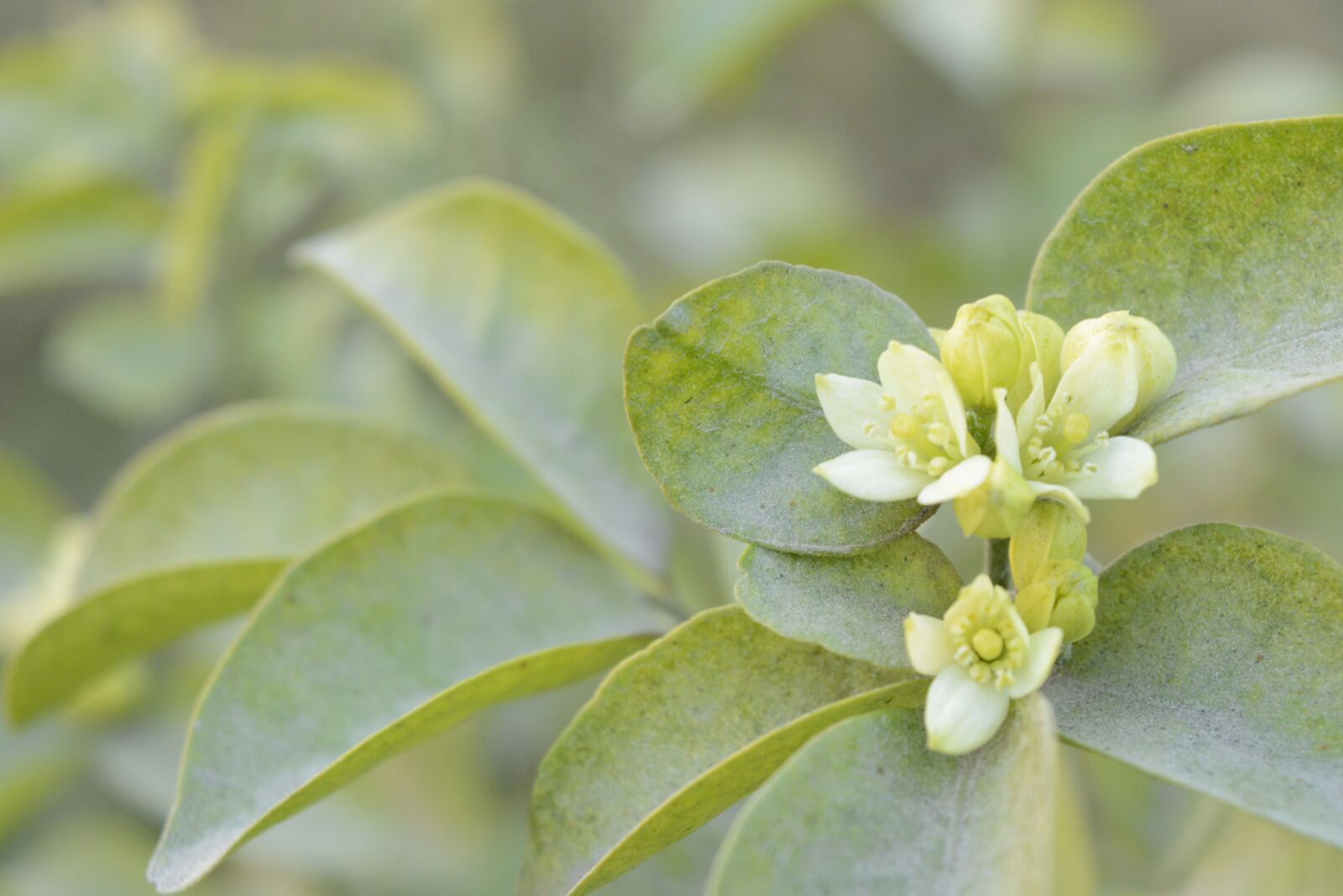 Nikon D5200 sample photo. Jasmine, flowers, garden photography