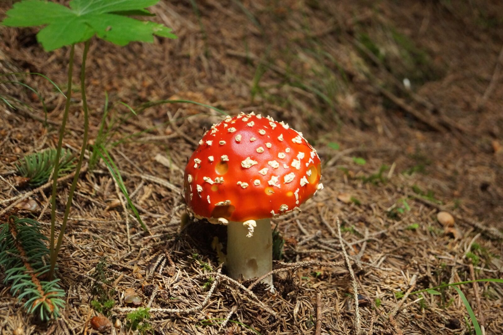 Sony DT 18-55mm F3.5-5.6 SAM II sample photo. Fly agaric, red fly photography