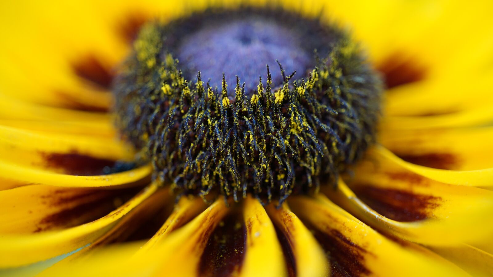 Sony E 30mm F3.5 Macro sample photo. Coneflower, pollen, macro photography