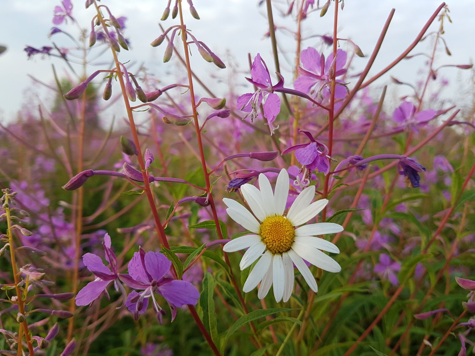 Samsung Galaxy S7 Edge sample photo. Blooming sally, nature, plants photography