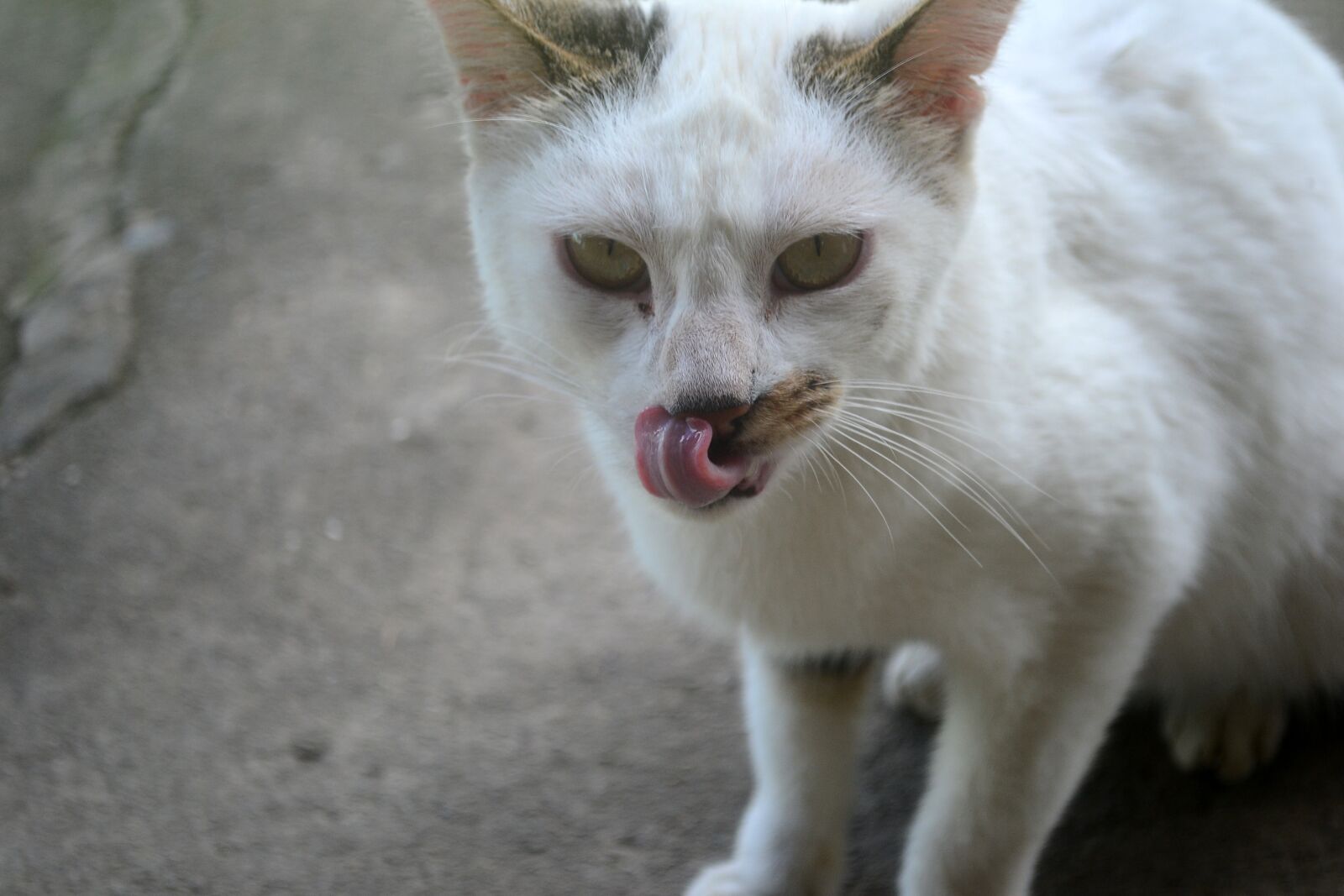Nikon D3100 sample photo. Cat, pet, animal photography