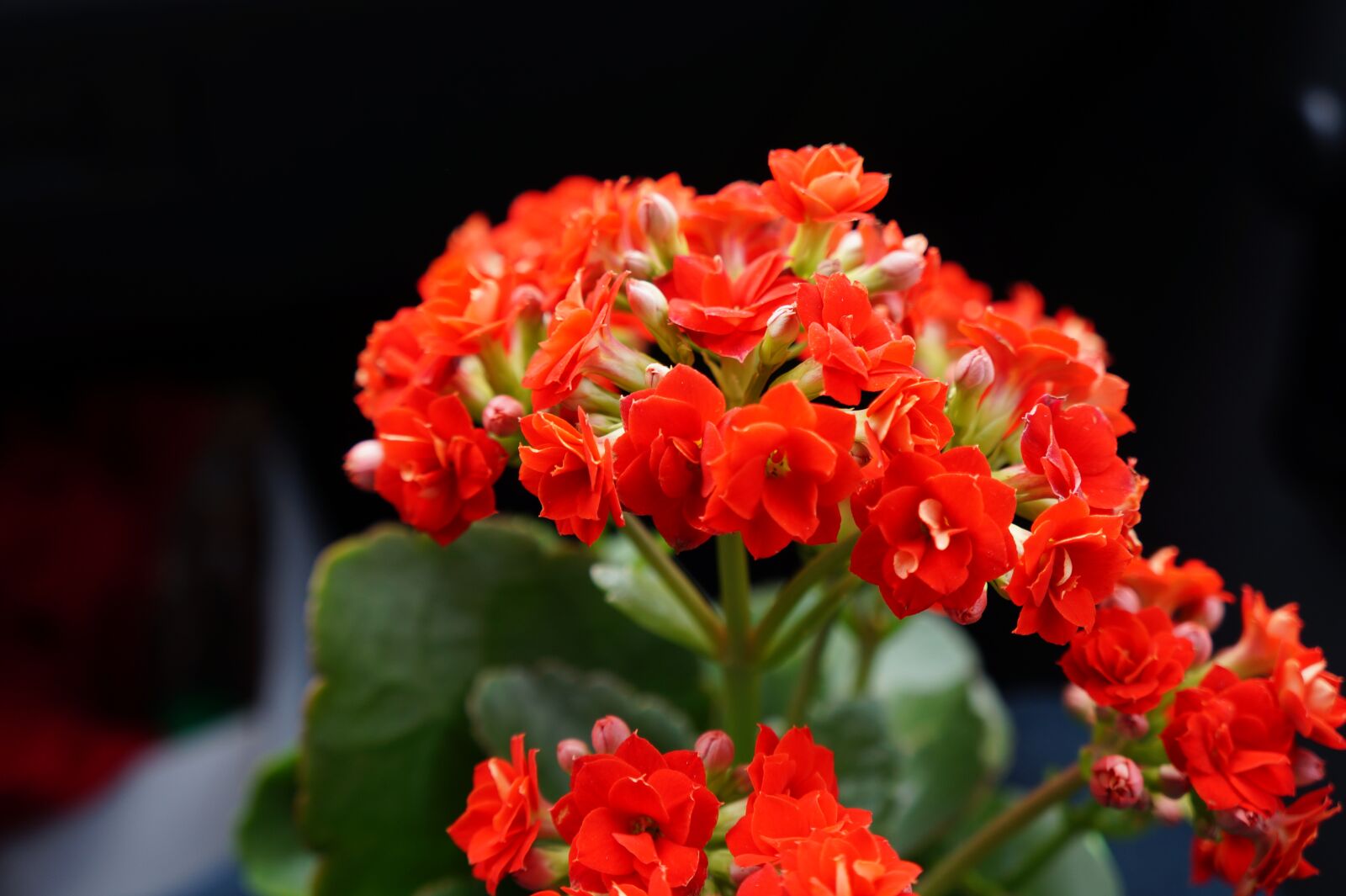 Sony Alpha a3000 + Sony E 18-55mm F3.5-5.6 OSS sample photo. Flower, nature, flora photography