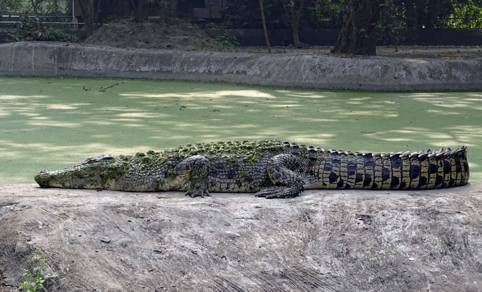 Sony DSC-HX60V sample photo. Crocodile, salt water, estuarine photography