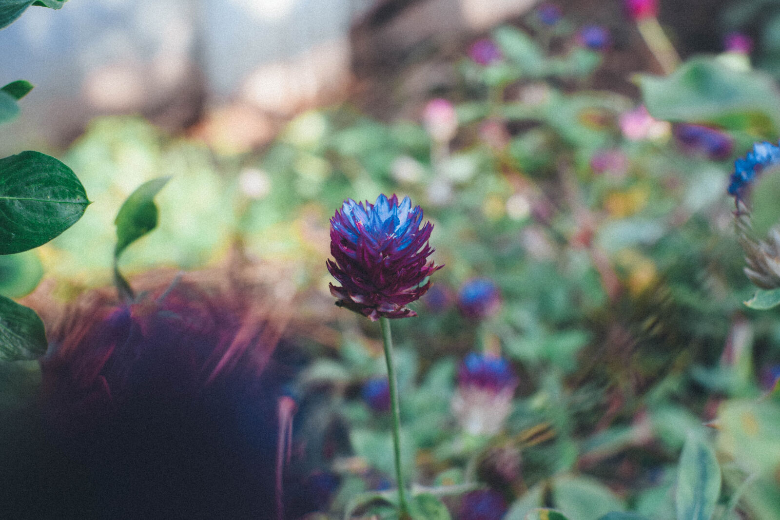 Nikon D5300 sample photo. Alone, flower, green, nature photography