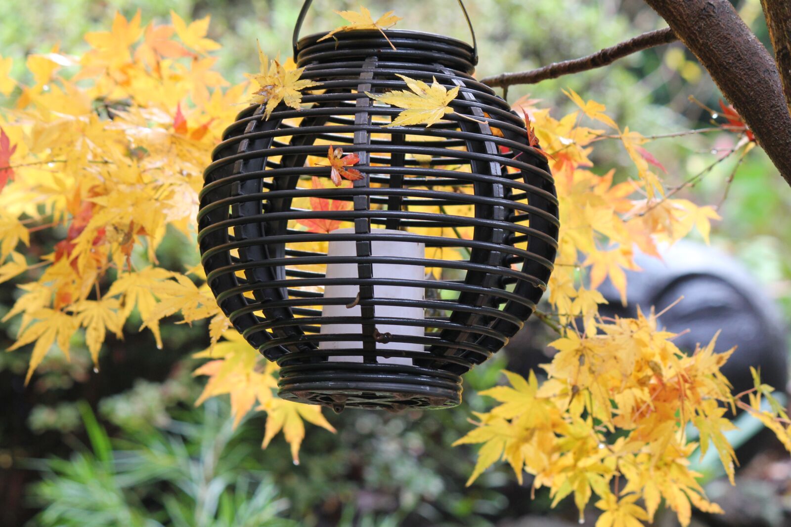 Canon EOS 550D (EOS Rebel T2i / EOS Kiss X4) sample photo. Autumn, fall, yellow photography