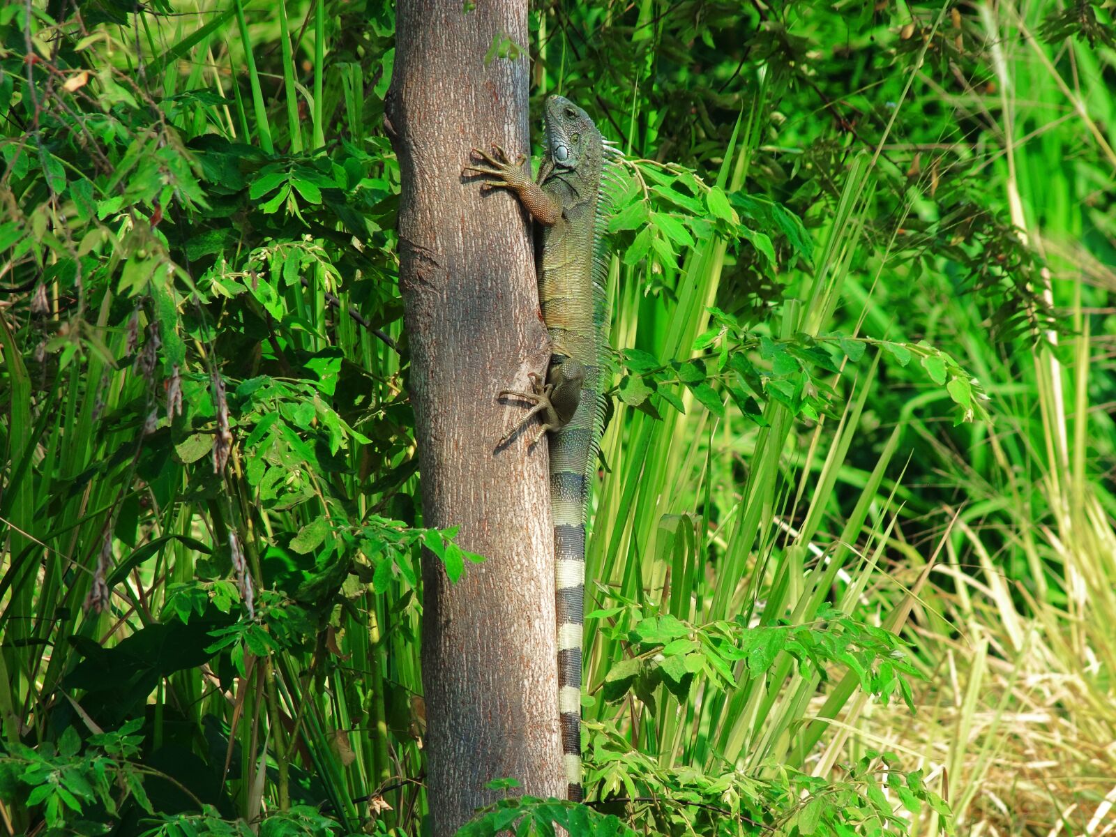 FujiFilm FinePix S200EXR (FinePix S205EXR) sample photo. Iguana, tropical, lizard photography