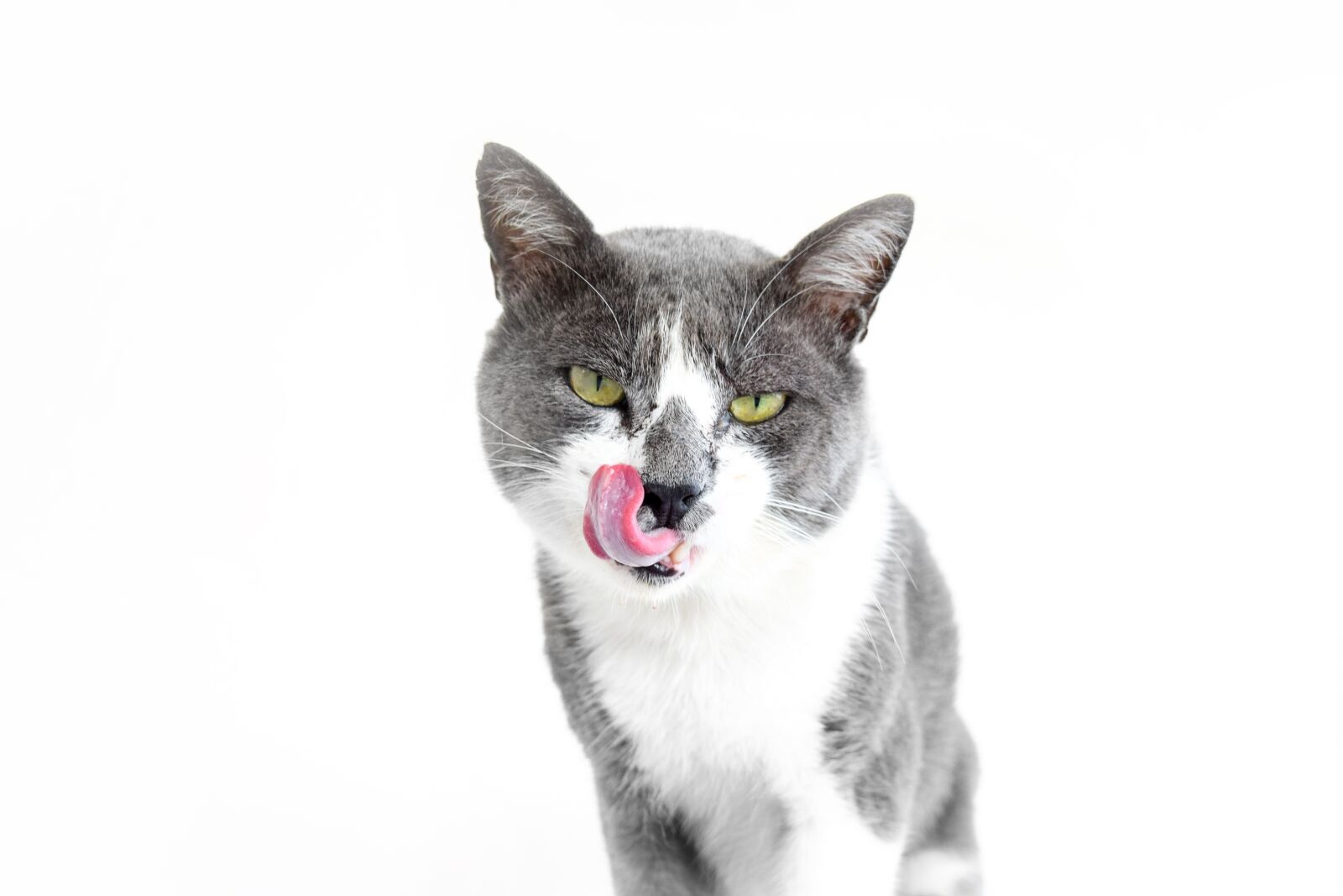 Nikon D5300 sample photo. Cat, pet, animal photography