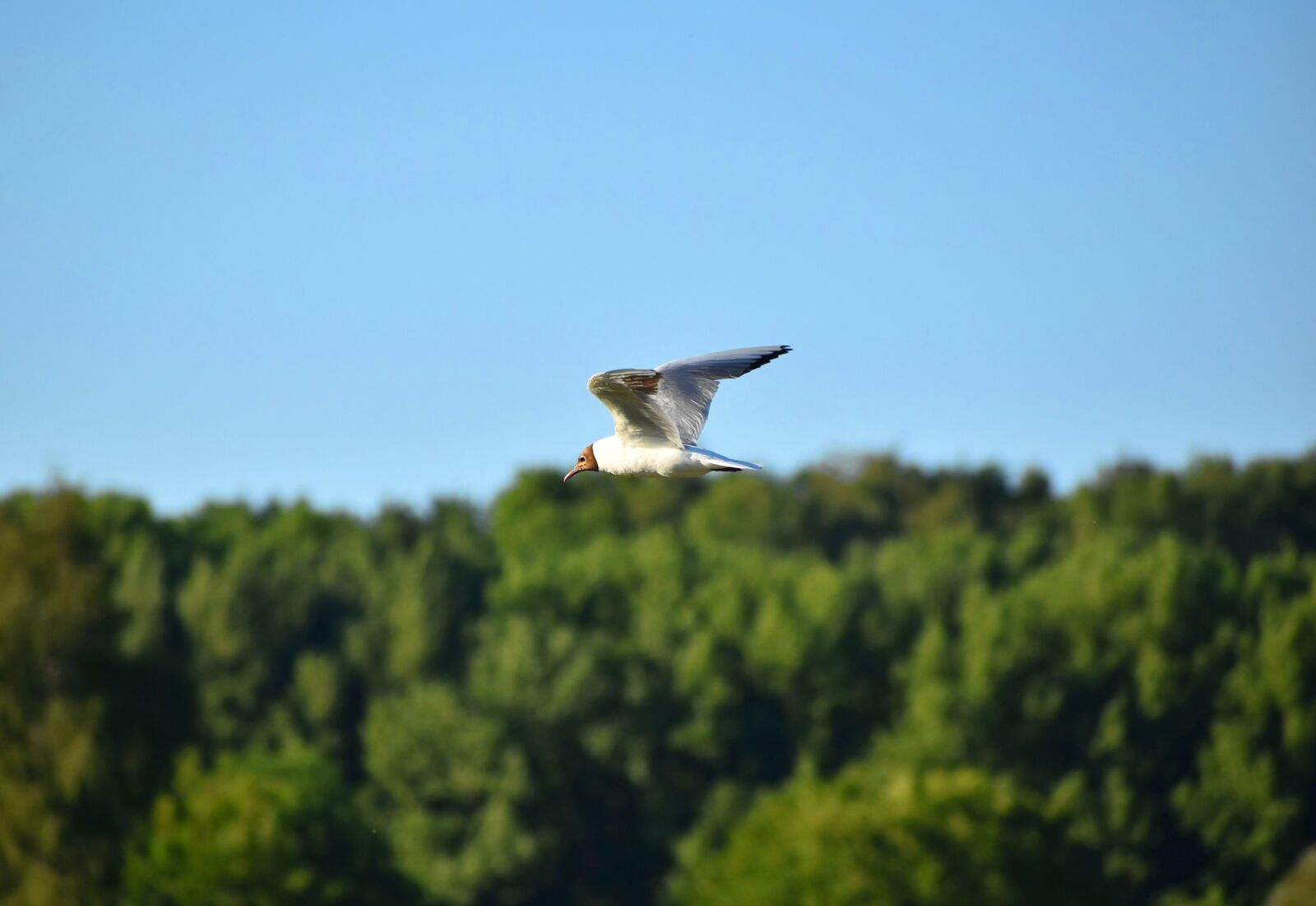 Nikon D3500 sample photo. Brown-headed gull, seagull, flying photography