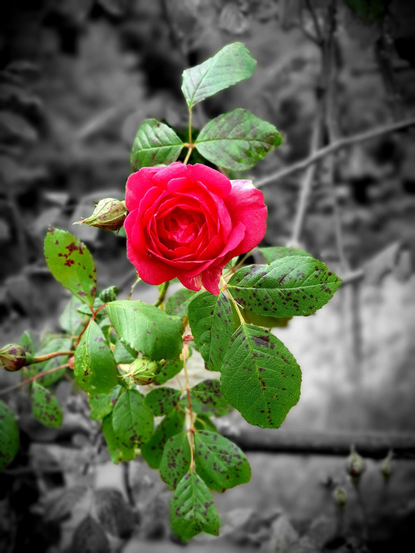 Samsung Galaxy S10+ sample photo. Flower, rose, red photography