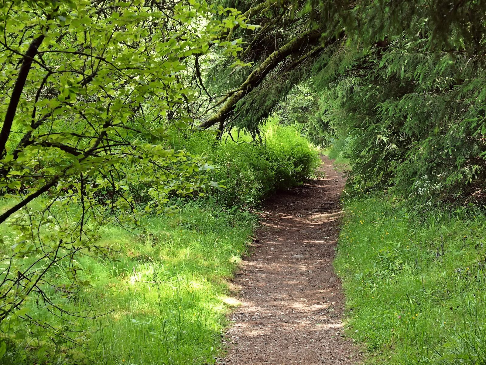 Olympus E-30 sample photo. Forest, trail, boulder photography