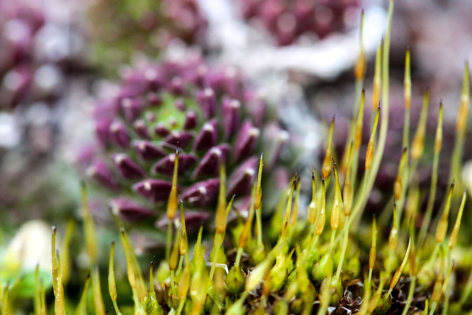 Canon EF-S 60mm F2.8 Macro USM sample photo. Moss, moss flower, stonecrop photography