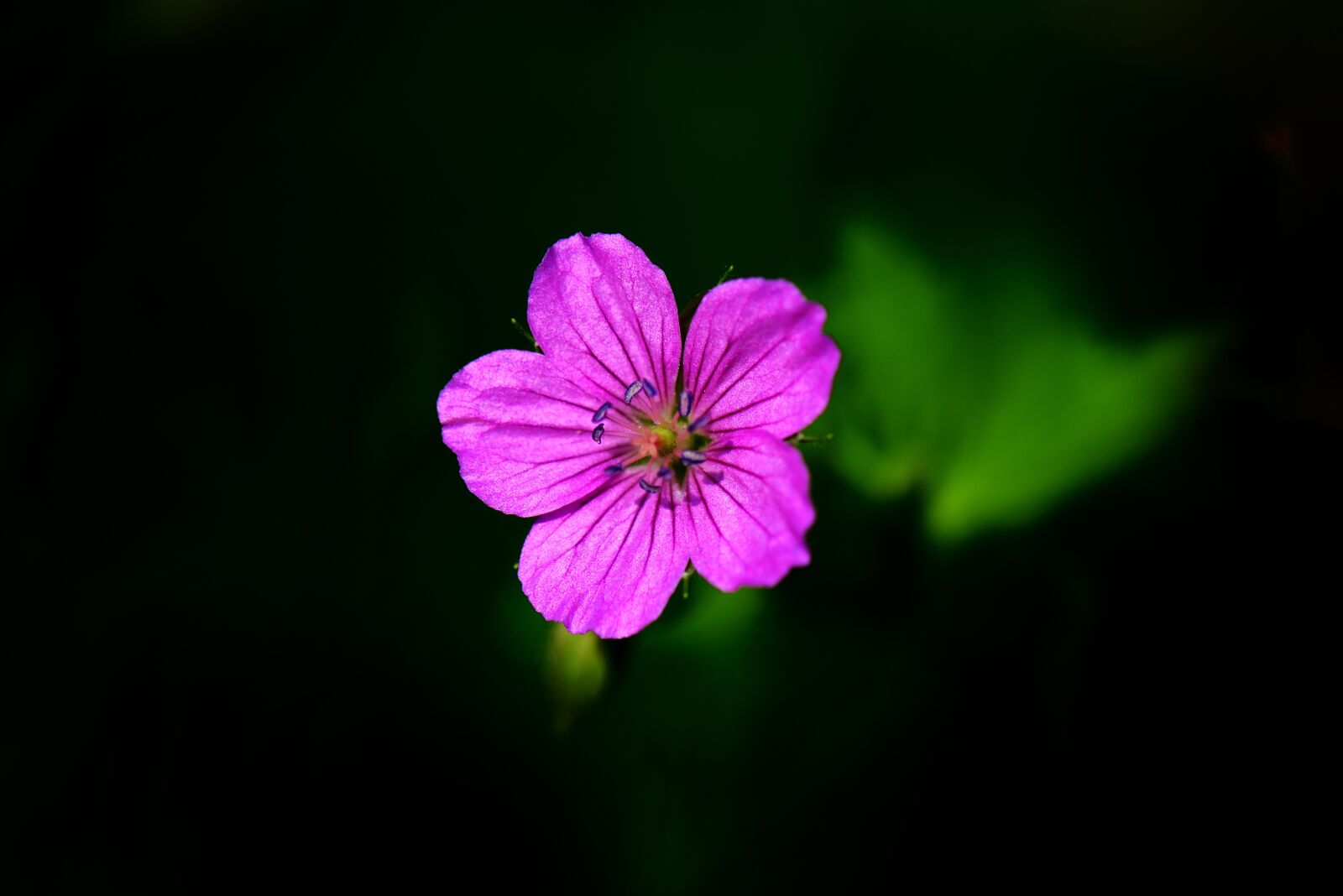 Nikon D800 sample photo. Autumnal, plant, thunberg's geranium photography